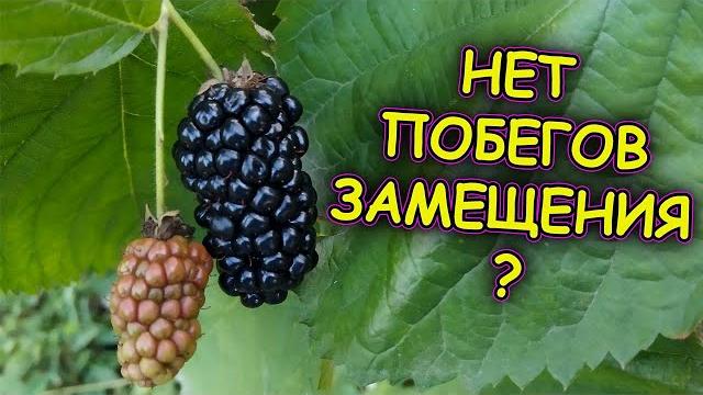 Что делать если нет побегов замещения на ежевике. Как вызвать рост побегов замещения на ежевике. Что делать если нет побегов замещения на ежевике. Как вызвать рост побегов замещения на ежевике.