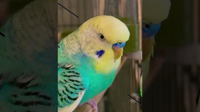 #милота #birds #video #vlog #parrot #youtubeshorts #budgies #parakeet #жизнь #счастье #лайк #попугай #милота #birds #video #vlog #parrot #youtubeshorts #budgies #parakeet #жизнь #счастье #лайк #попугай