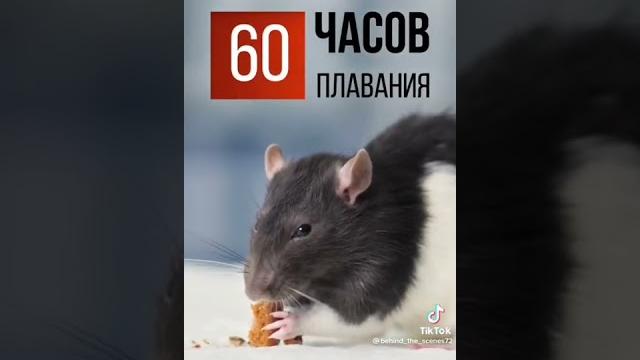 В 1950-х годах профессор биологии провёл эксперимент с крысами. Удивительный эксперимент! В 1950-х годах профессор биологии провёл эксперимент с крысами. Удивительный эксперимент!