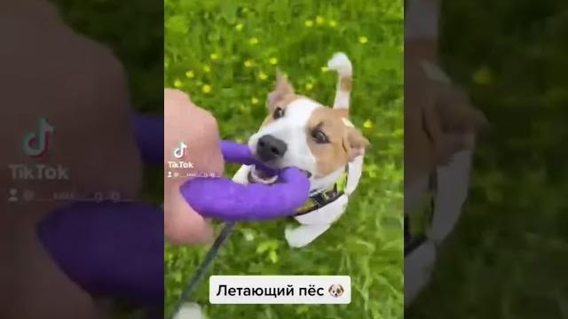 Джек Рассел | Летающий пёс | Смешные видео Джек Рассел | Летающий пёс | Смешные видео