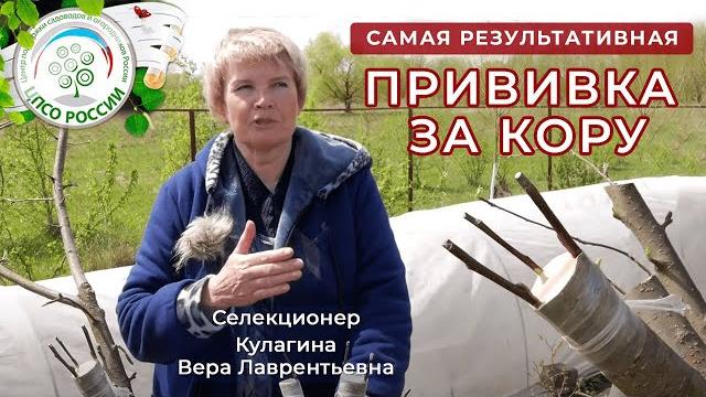 Самый простой способ прививки деревьев. Прививка за кору. Самый простой способ прививки деревьев. Прививка за кору.