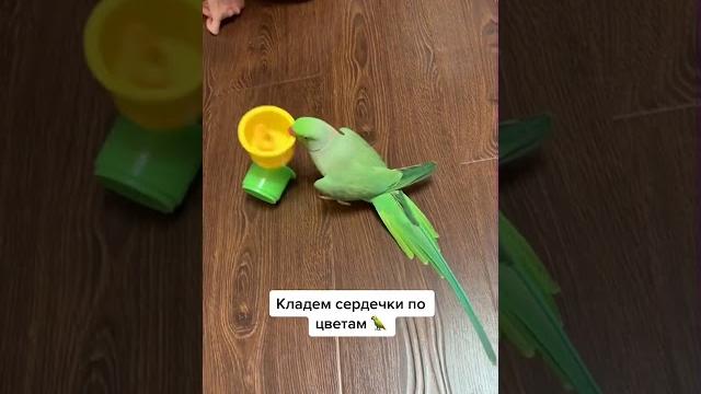 Говорящий попугай Ричи. Видели видео. Говорящий попугай Ричи. Видели видео.