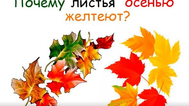 Почему осенью желтеют листья? Почему осенью желтеют листья?
