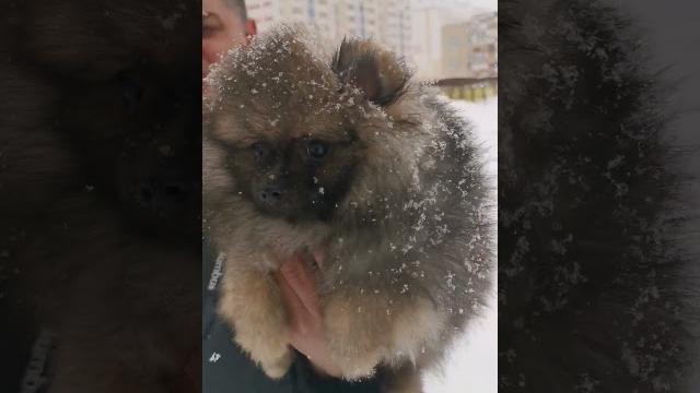 мамонтенок ищет свою маму мамонтенок ищет свою маму