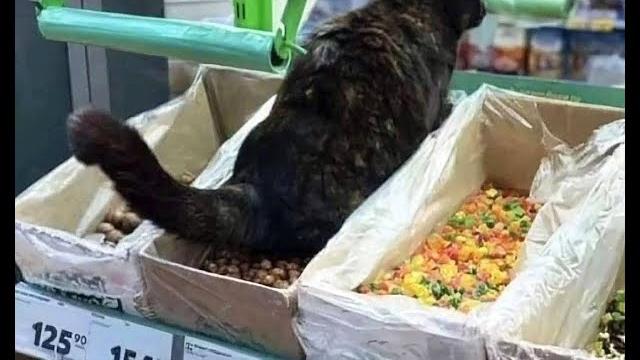 Месть кота! Видео смешных котов, котят и собак! Месть кота! Видео смешных котов, котят и собак!