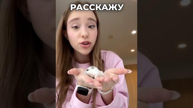 что случилось с новым хомяком смотри в тг «хей! это марьяна!» что случилось с новым хомяком смотри в тг «хей! это марьяна!»