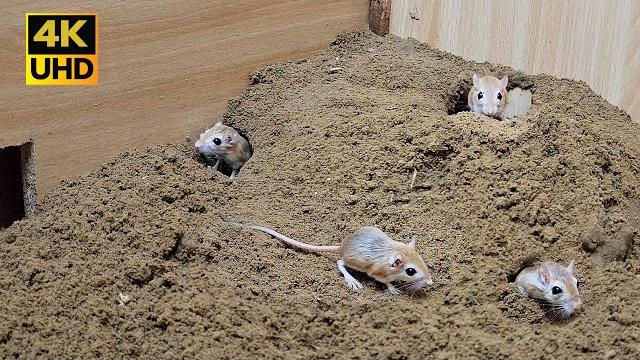 8 hour Cat TV mouse digging burrows / holes in sand , playing and squeaking for cats to watch 4k 8 hour Cat TV mouse digging burrows / holes in sand , playing and squeaking for cats to watch 4k