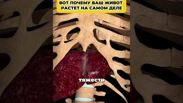 Вот почему ваш живот растет Вот почему ваш живот растет