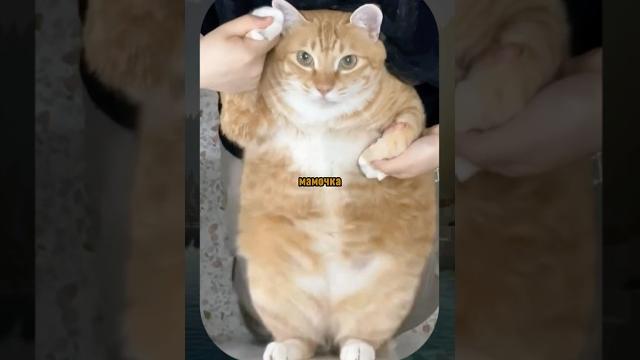 ВИРУСНЫЕ ВИДЕО / Смешные животные ВИРУСНЫЕ ВИДЕО / Смешные животные
