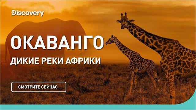 Окаванго | Дикие реки Африки | Discovery Окаванго | Дикие реки Африки | Discovery