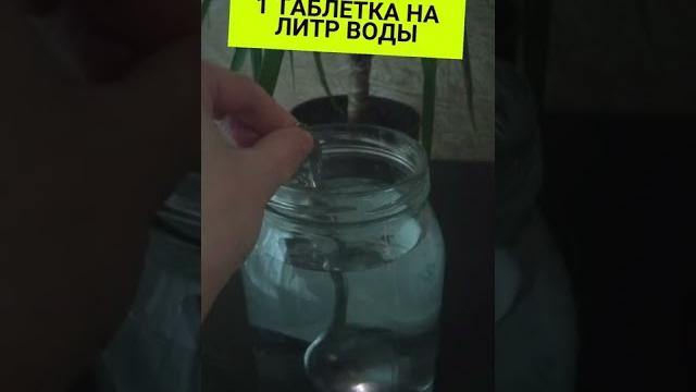 Всего одна таблетка и даже хилый росток превратится в здоровое и обильно цветущее комнатное растение Всего одна таблетка и даже хилый росток превратится в здоровое и обильно цветущее комнатное растение
