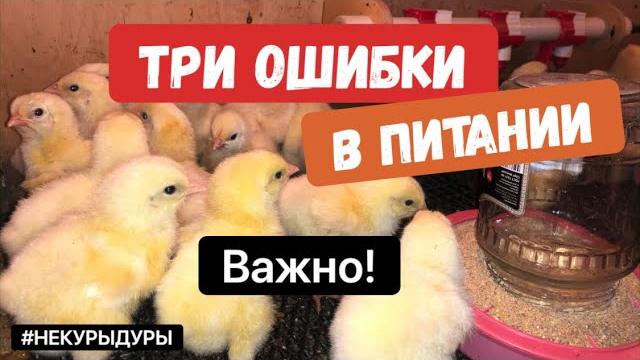 Как кормить цыплят бройлера. ENG SUB. How to feed newborn chicks. Отличный результат: быстрый рост. Как кормить цыплят бройлера. ENG SUB. How to feed newborn chicks. Отличный результат: быстрый рост.