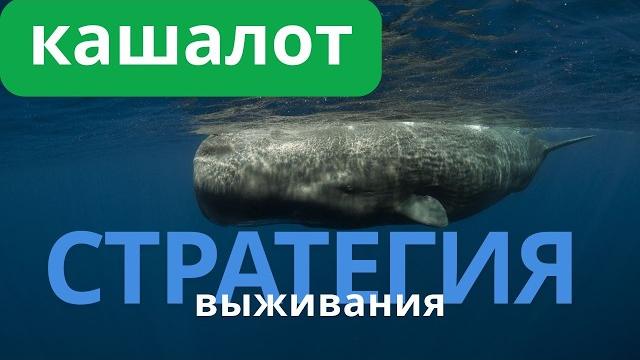 БЕЗУМНАЯ БИОЛОГИЯ КАШАЛОТА: ЧТО СКРЫВАЕТ «РУБИЛЬНИК» В ЕГО ЧЕРЕПЕ? #Кашалот #ДокументальноеКино БЕЗУМНАЯ БИОЛОГИЯ КАШАЛОТА: ЧТО СКРЫВАЕТ «РУБИЛЬНИК» В ЕГО ЧЕРЕПЕ? #Кашалот #ДокументальноеКино