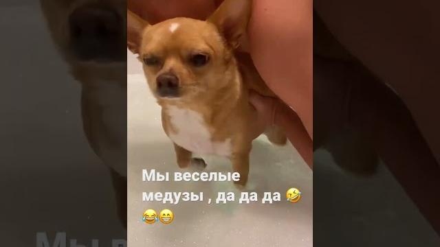 Приколы чихуахуа #dog #dogs #dogshort #собака #собаки #чихуахуа #смешно #приколы #shorts Приколы чихуахуа #dog #dogs #dogshort #собака #собаки #чихуахуа #смешно #приколы #shorts