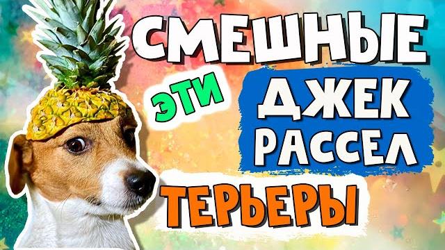 Эти смешные и забавные джек рассел терьеры/Часть 1/Funny Jack Russell Terrier Dogs Video Collection Эти смешные и забавные джек рассел терьеры/Часть 1/Funny Jack Russell Terrier Dogs Video Collection