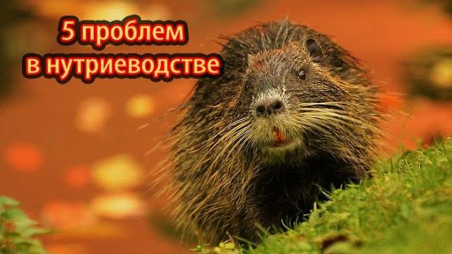 5 ПРОБЛЕМ В СОДЕРЖАНИИ И РАЗВЕДЕНИИ НУТРИЙ. 5 ПРОБЛЕМ В СОДЕРЖАНИИ И РАЗВЕДЕНИИ НУТРИЙ.