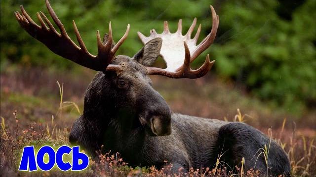 Животные Тайги Животные Тайги