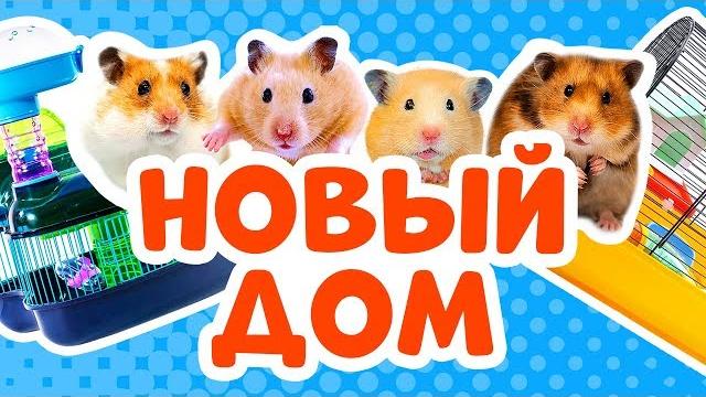 ХОМЯКИ ПРИЕХАЛИ В НОВЫЙ ДОМ ПОНРАВИТСЯ ЛИ ИМ?! КАНАЛ ПРО ХОМЯКОВ «МаусХаус». ХОМКИ ДОМА! ХОМЯКИ ПРИЕХАЛИ В НОВЫЙ ДОМ ПОНРАВИТСЯ ЛИ ИМ?! КАНАЛ ПРО ХОМЯКОВ «МаусХаус». ХОМКИ ДОМА!