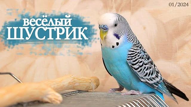 Волнистый попугай чирикает Волнистый попугай чирикает