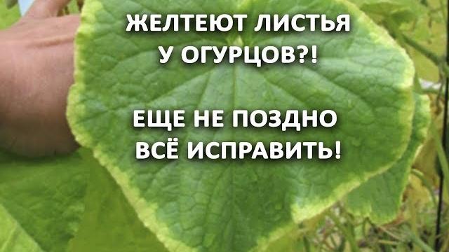 Желтеют листья у огурцов?! Еще не поздно все исправить! Огурцы будут сладки, плотные и красивые. Желтеют листья у огурцов?! Еще не поздно все исправить! Огурцы будут сладки, плотные и красивые.