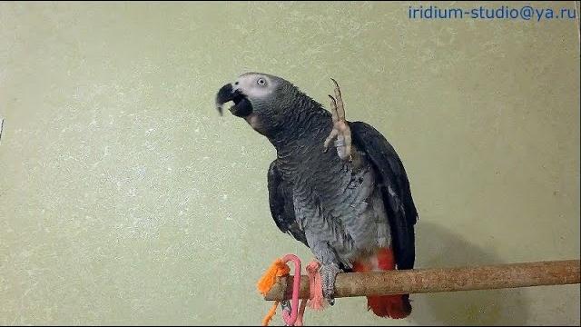 carefully)! - talking parrot! carefully)! - talking parrot!