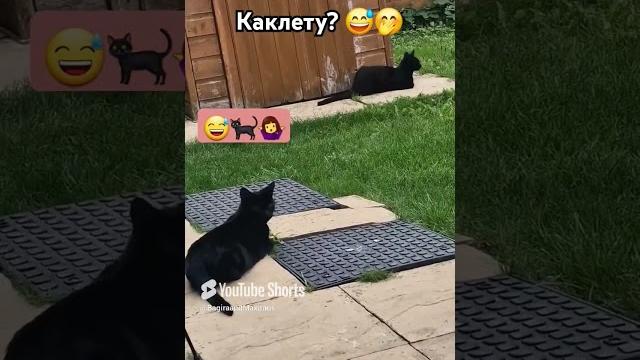 Похудели к лету? #кот #веселыекоты #юмор Похудели к лету? #кот #веселыекоты #юмор