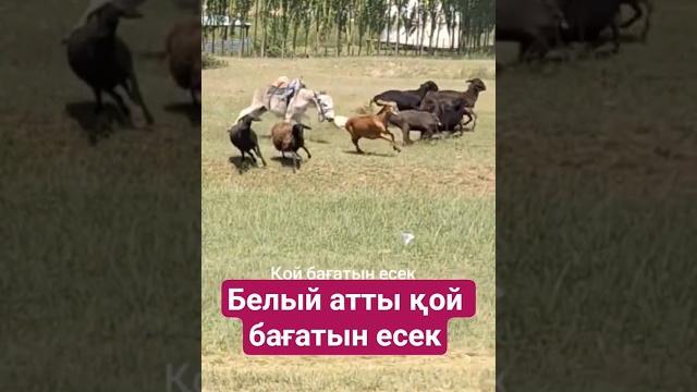 #подпишись #horse #арабскиелошади #лошади #лошадки #reels #animals #моялошадь #automobile #продажа #подпишись #horse #арабскиелошади #лошади #лошадки #reels #animals #моялошадь #automobile #продажа