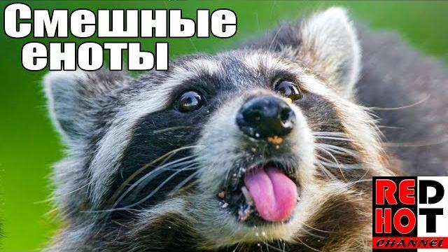 Смешные и милые еноты Смешные и милые еноты