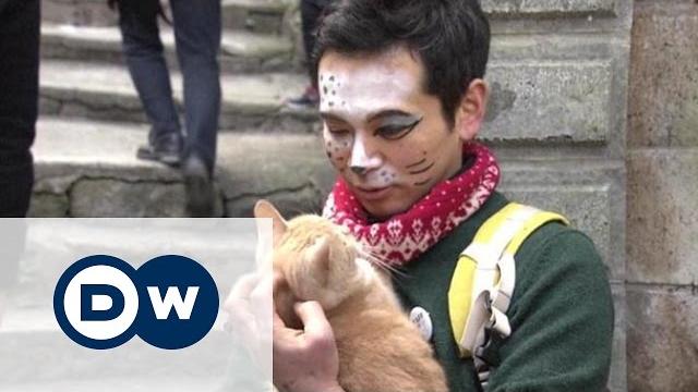 В Японии празднуют День кошек В Японии празднуют День кошек