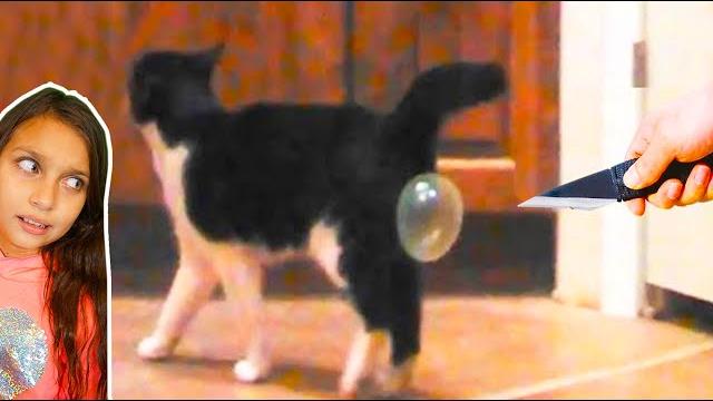 СМЕШНЫЕ КОТЫ БЕЗ ТРУСОВ в ТИКТОК Коты и Собаки в ШКОЛЕ! НЕ ЗАСМЕЙСЯ ЧЕЛЛЕНДЖ Funny Cats Валеришка СМЕШНЫЕ КОТЫ БЕЗ ТРУСОВ в ТИКТОК Коты и Собаки в ШКОЛЕ! НЕ ЗАСМЕЙСЯ ЧЕЛЛЕНДЖ Funny Cats Валеришка