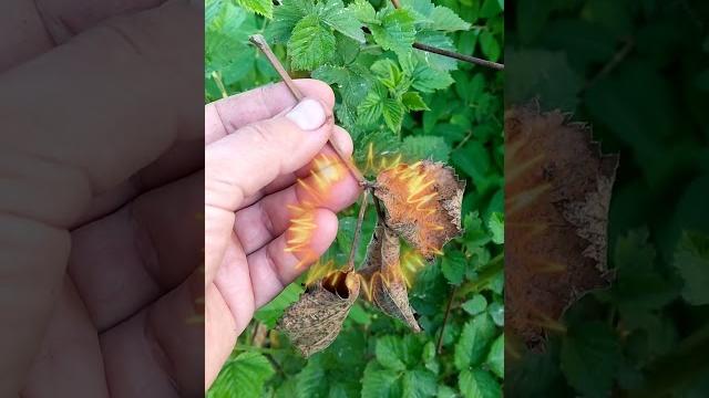 НЕ ОБРЕЗАЙТЕ ЛИСТЬЯ НА ЕЖЕВИКЕ ОСЕНЬЮ ПЕРЕД ЗИМНИМ УКРЫТИЕМ, ПОКАЗЫВАЮ ПОЧЕМУ НЕ НАДО ЭТО ДЕЛАТЬ НЕ ОБРЕЗАЙТЕ ЛИСТЬЯ НА ЕЖЕВИКЕ ОСЕНЬЮ ПЕРЕД ЗИМНИМ УКРЫТИЕМ, ПОКАЗЫВАЮ ПОЧЕМУ НЕ НАДО ЭТО ДЕЛАТЬ