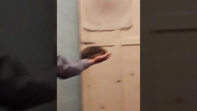 Прикол с ёжиком Прикол с ёжиком