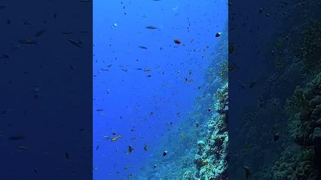 Почему в красном море кристально чистая вода? Почему в красном море кристально чистая вода?