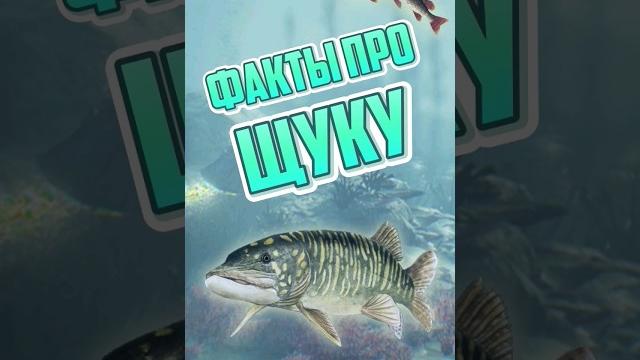 Топ фактов про щуку #щука #щука Топ фактов про щуку #щука #щука