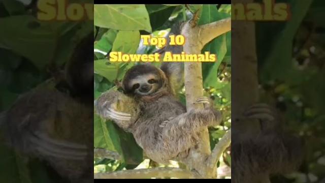 Top 10 Slowest Animals #animals Top 10 Slowest Animals #animals