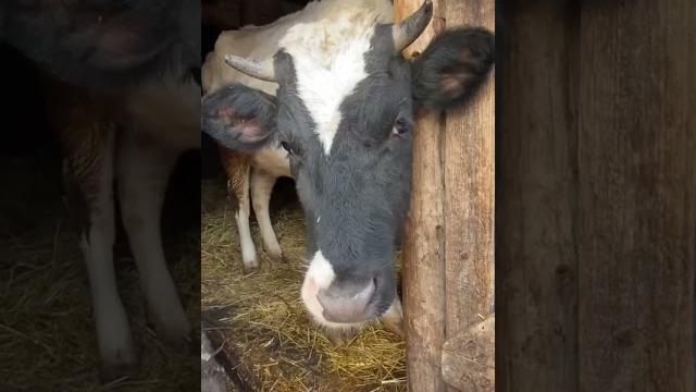 Самый крутой гусь Самый крутой гусь
