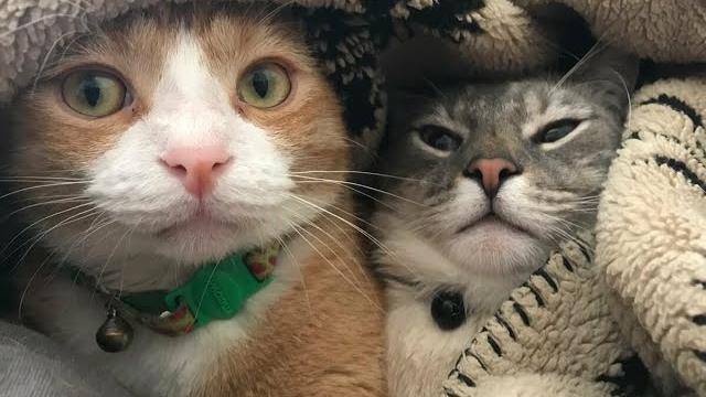 Приколы с котами. Смешные видео с котами. Приколы 2024. Видео со смешными котами 2024. Смешные коты. Приколы с котами. Смешные видео с котами. Приколы 2024. Видео со смешными котами 2024. Смешные коты.