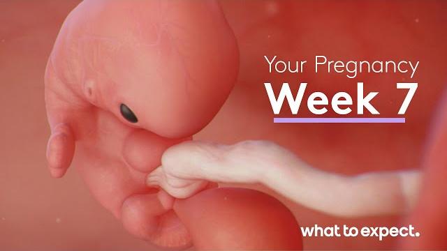7 Weeks Pregnant - What to Expect 7 Weeks Pregnant - What to Expect