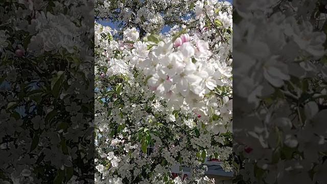 Ещё вчера была весна, цвели сады Ещё вчера была весна, цвели сады