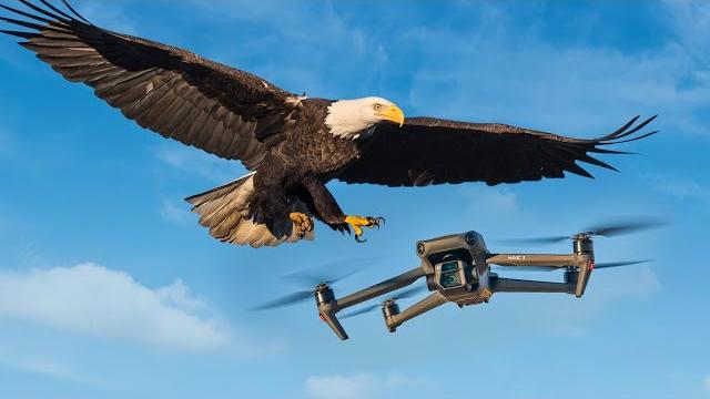 Орел атаковал мой дрон за $5000 – Mavic 3 Cine Орел атаковал мой дрон за $5000 – Mavic 3 Cine