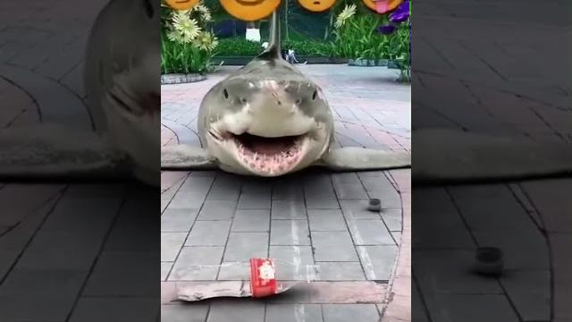 Акула танцует Акула танцует