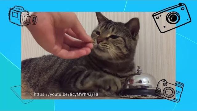 Покажи класс! - А вы говорите по-английски? - Прикольные видео - С добрым утром, малыши! Покажи класс! - А вы говорите по-английски? - Прикольные видео - С добрым утром, малыши!