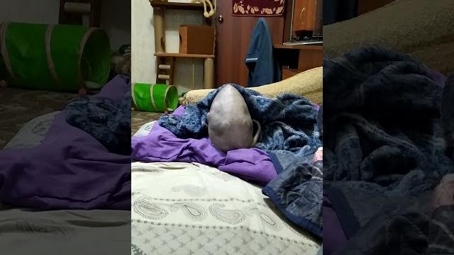 лысый кот сфинкс спрятал голову лысый кот сфинкс спрятал голову