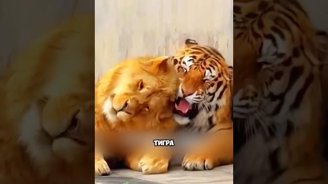 Необычная дружба льва и тигра #милыеживотные #животные Необычная дружба льва и тигра #милыеживотные #животные