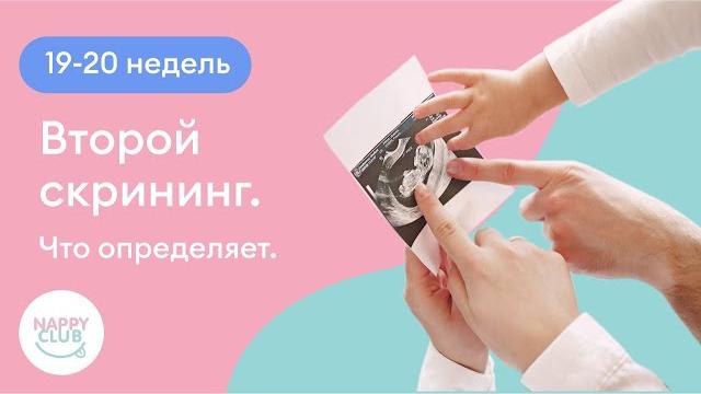 19-20 недель. Второй скрининг. Что определяет 19-20 недель. Второй скрининг. Что определяет