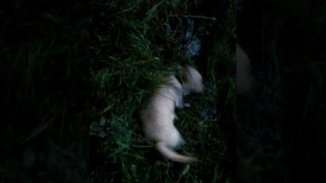 Прикол с лабрадором Прикол с лабрадором