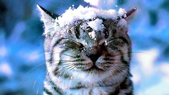 СЕРЕБРИСТЫЕ СНЕЖИНКИ Новогодние песни СЕРЕБРИСТЫЕ СНЕЖИНКИ Новогодние песни