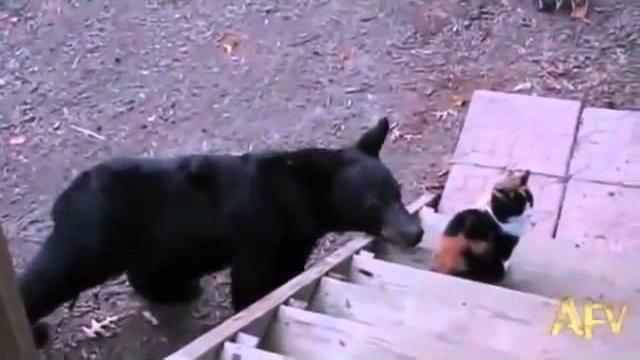 Кот гоняет медведя Кот гоняет медведя