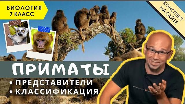 Отряд Приматы. Класс Млекопитающие. Биология 7 класс Признаки. Сходства, отличия обезьян от человека Отряд Приматы. Класс Млекопитающие. Биология 7 класс Признаки. Сходства, отличия обезьян от человека