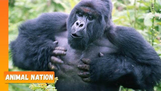 Gorillas Chest Beating! - Animal Nation Gorillas Chest Beating! - Animal Nation